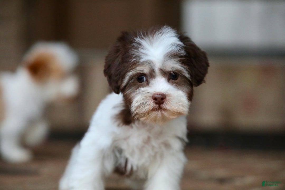 Havanese dogs for sale: Hope - Ad 3