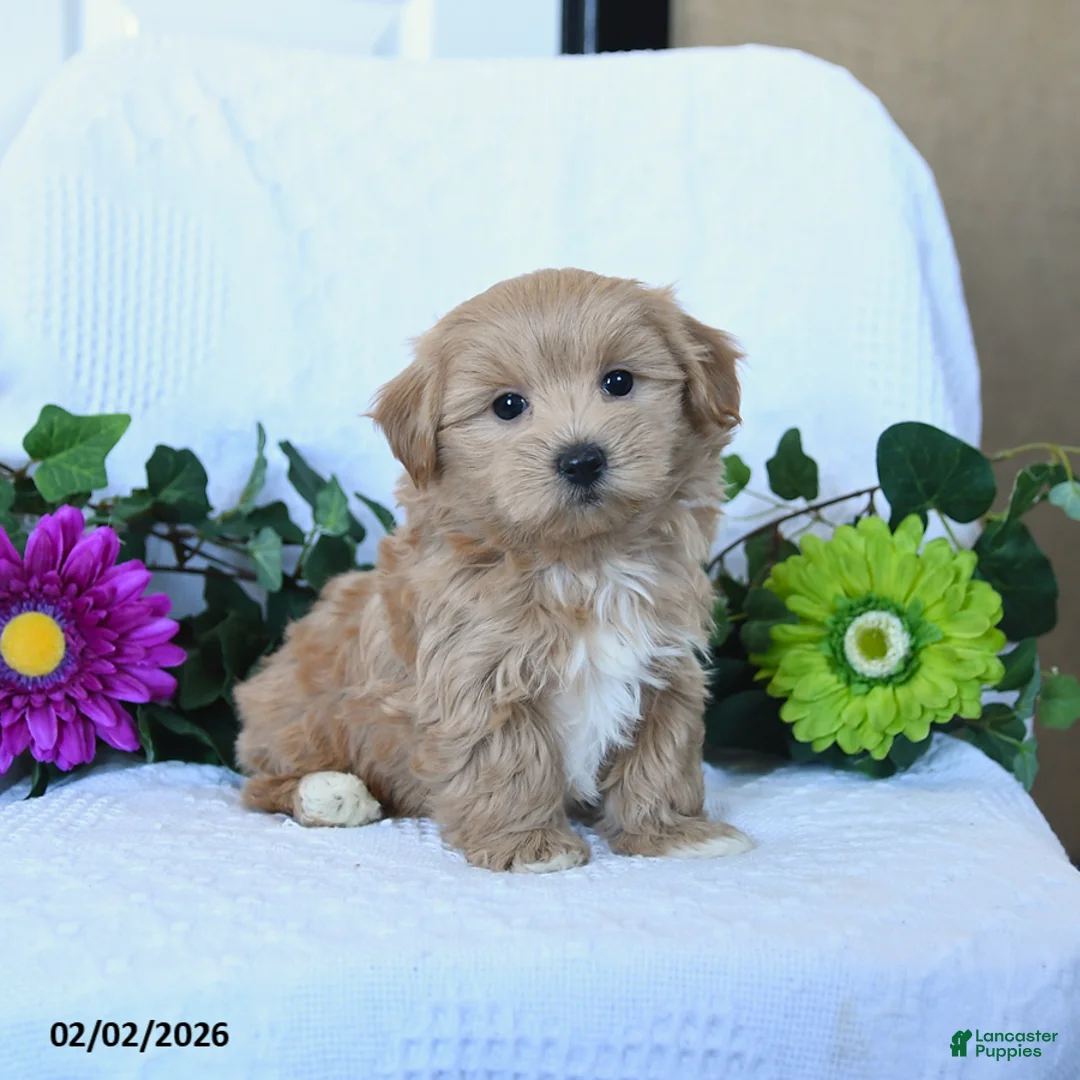 Maltipoo dogs for sale: Hershey - Ad 1