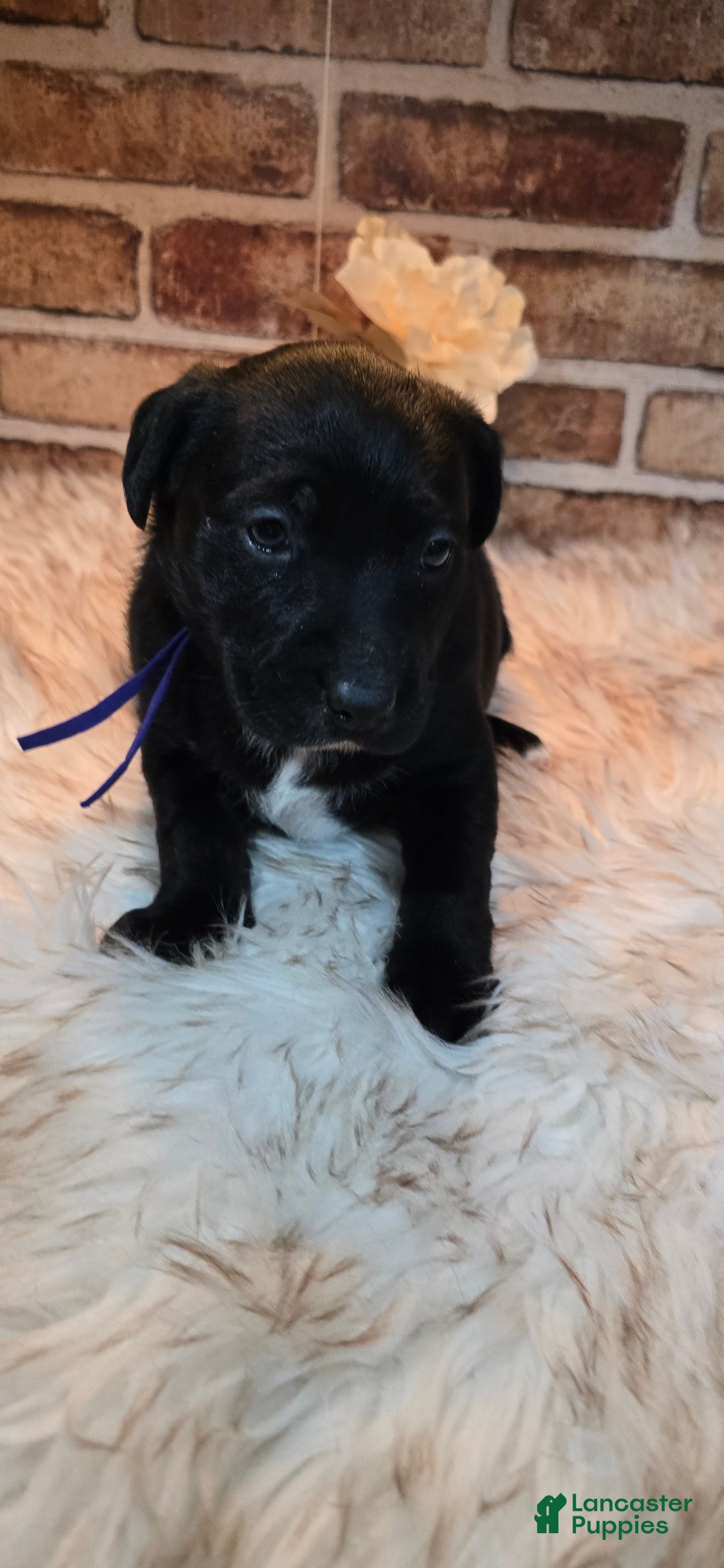 Mixed Breed dogs for sale: Luna - Ad 3
