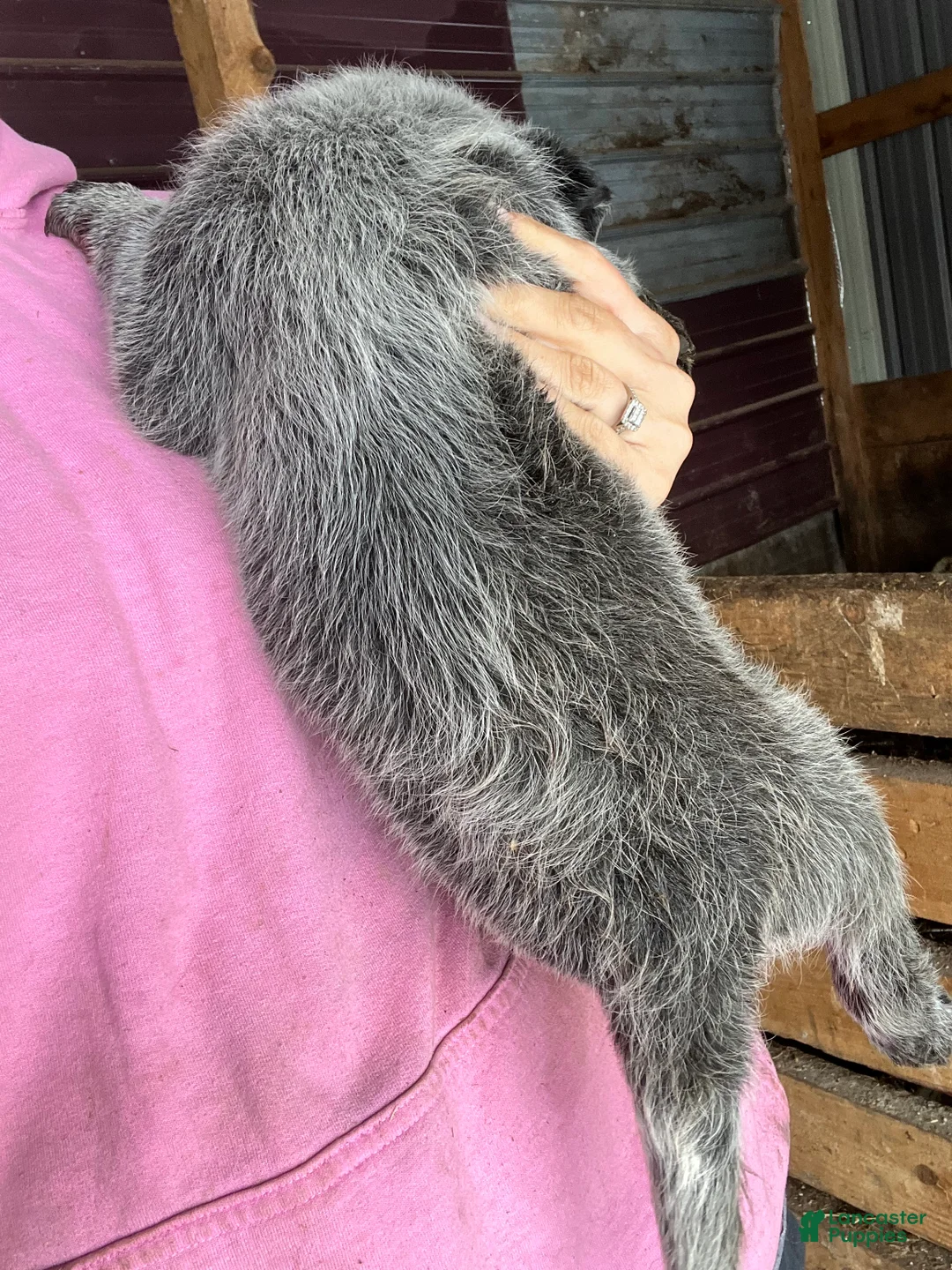 Australian Cattle Dog dogs for sale: Freddie - Ad 2