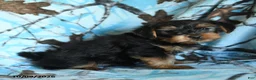 Yorkshire Terrier dogs for sale: Gus - Ad 2