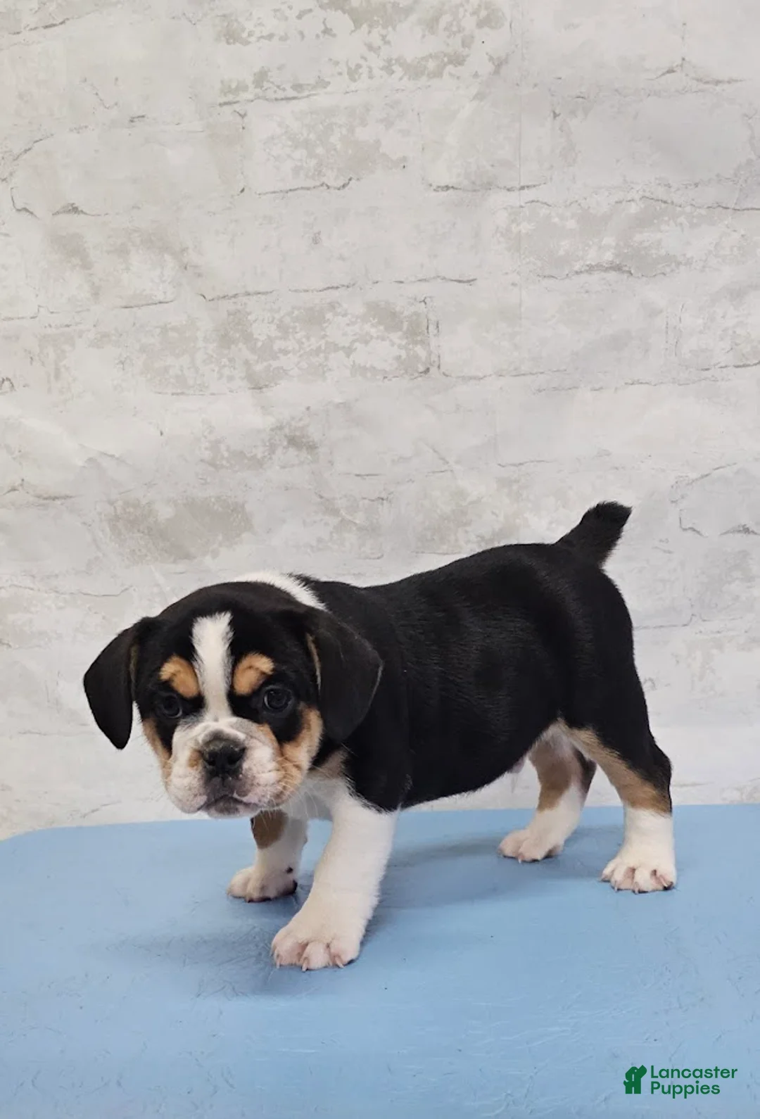 Mixed Breed dogs for sale: Fat Boy Bulldog Blend - Ad 6