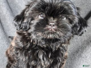 Shih Tzu dogs Cupcake - Ad 35