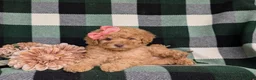 Mixed Breed dogs for sale: Mona Hypoallergenic - Ad 7