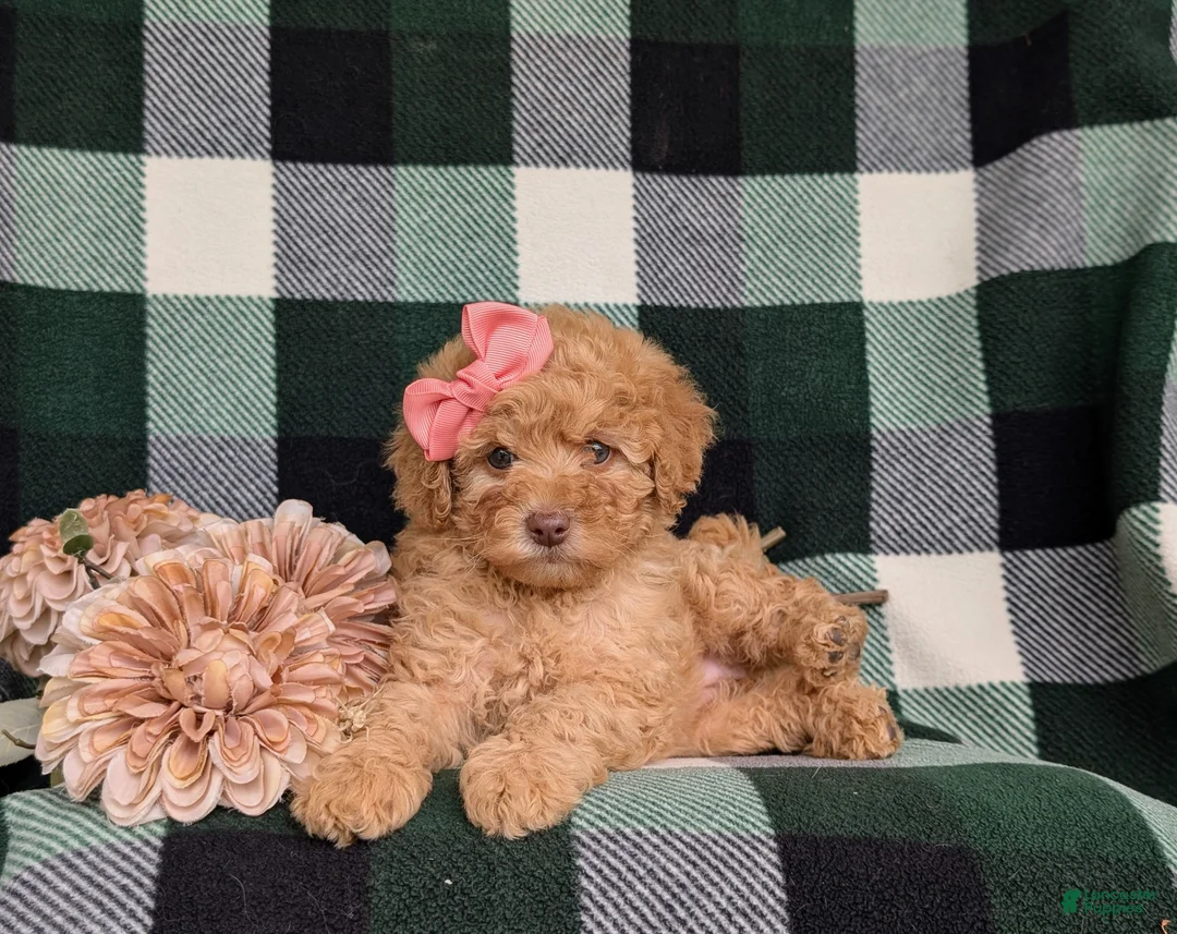 Mixed Breed dogs for sale: Mona Hypoallergenic - Ad 7