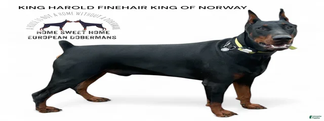King Harold finehair king of Norway
