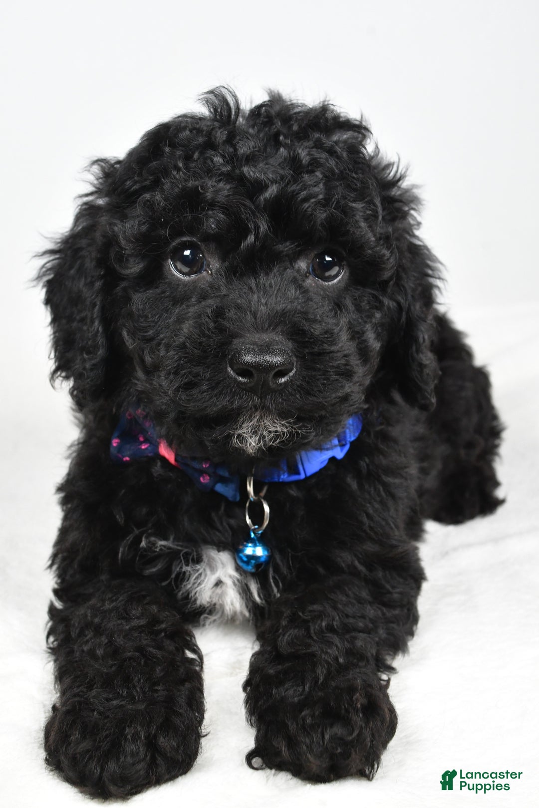 Cavapoo dogs for sale: Sterling - Ad 8