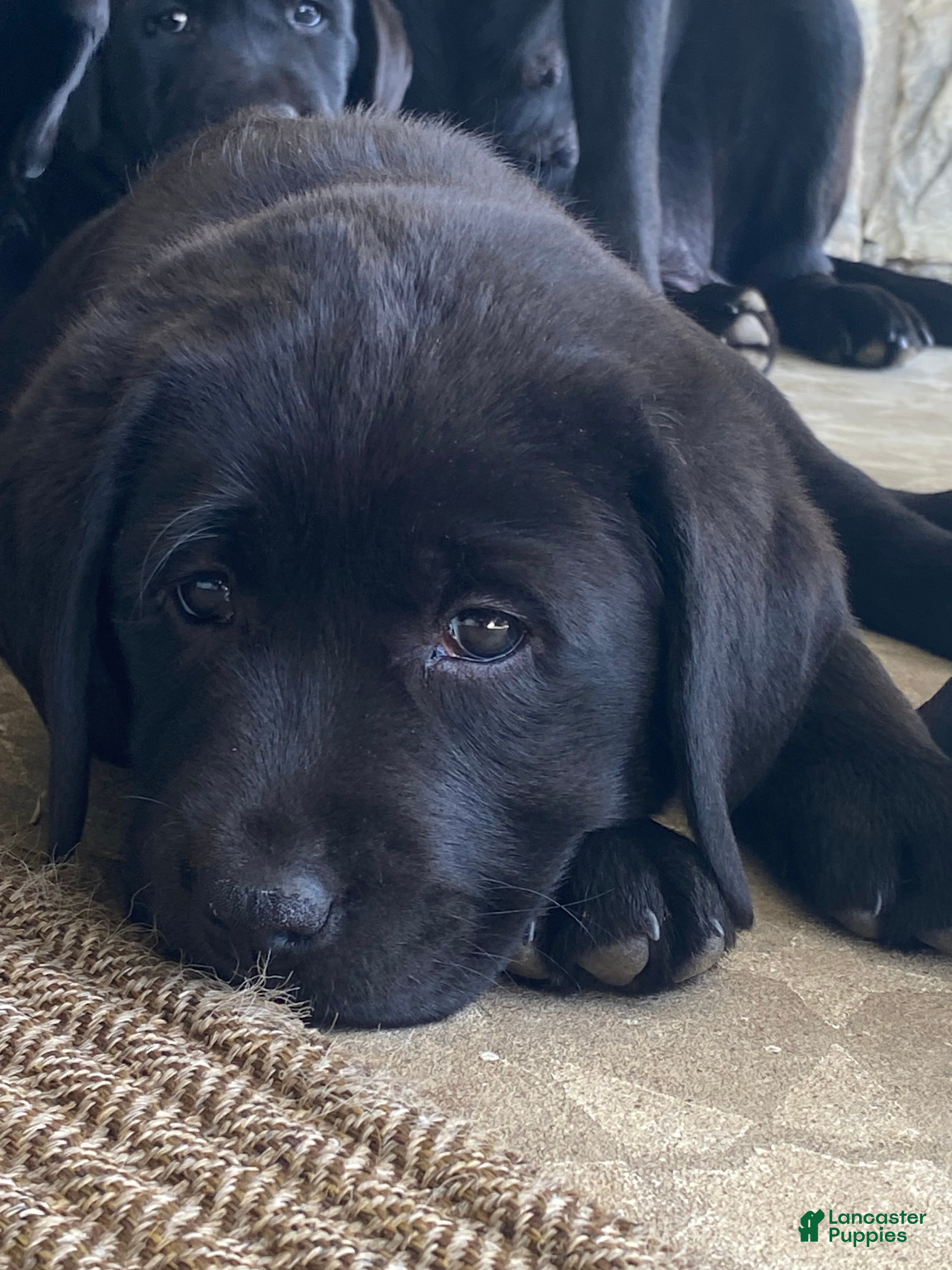 Labrador Retriever dogs Pepper - Ad 1