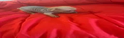 Chinese Crested dogs for sale: Chinese Crested 3 - Ad 5