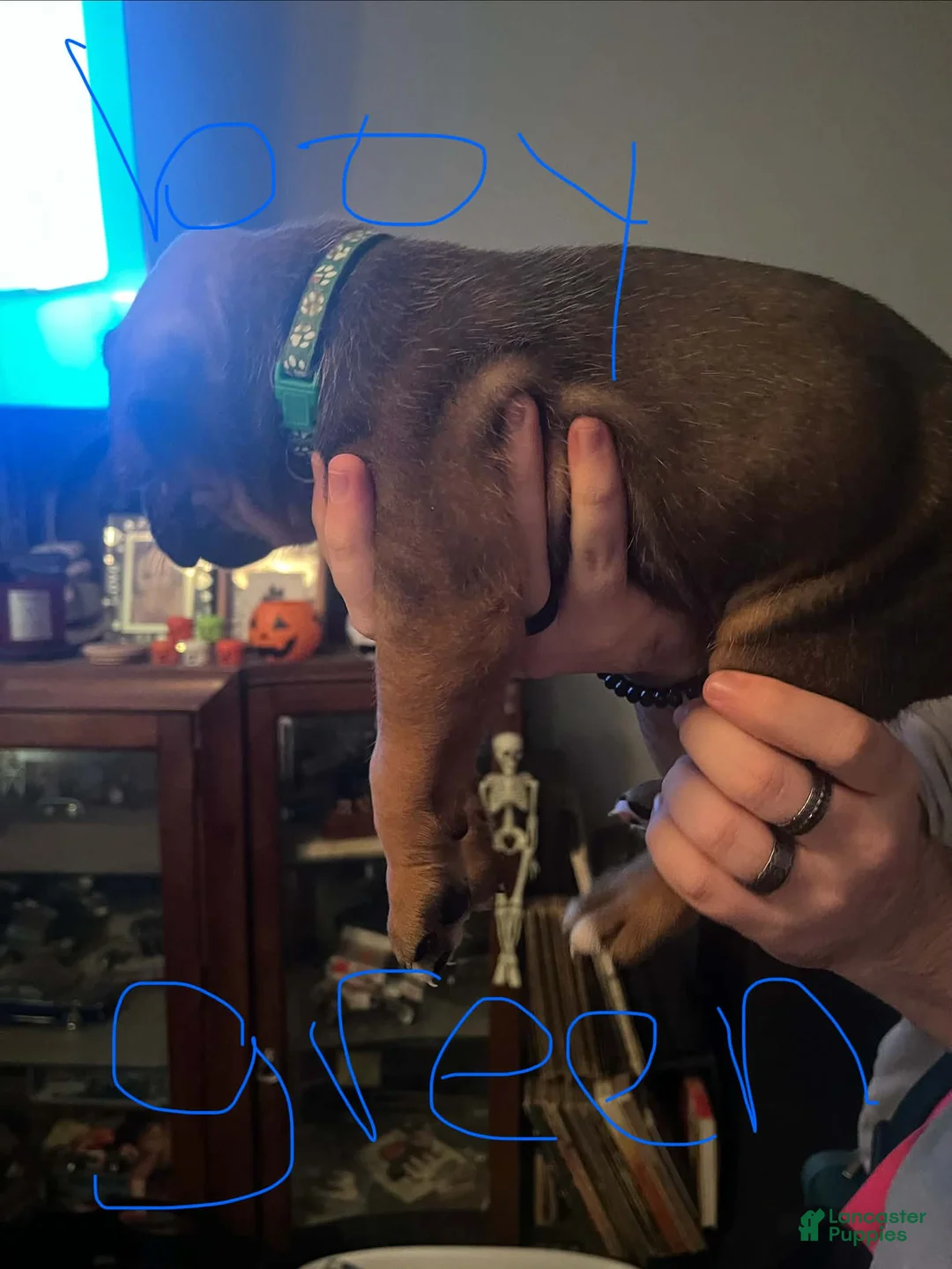 Boxer dogs for sale: Boxer 1 - Ad 2