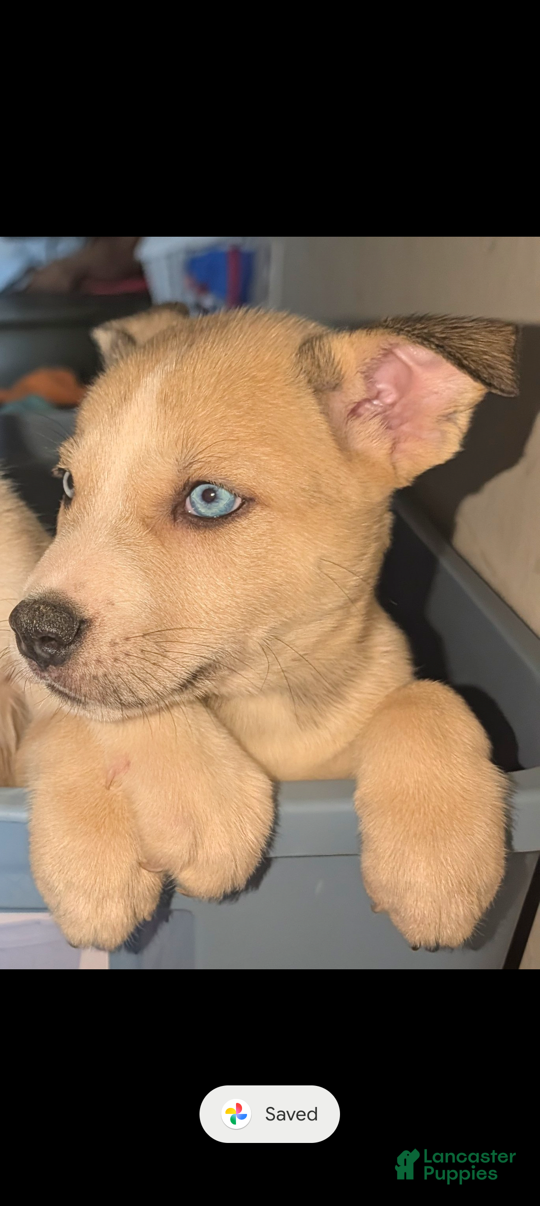 Pitsky dogs Celia - Ad 2