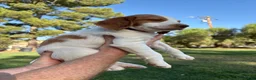 Brittany Spaniel dogs for sale: Brittany Spaniel 4 - Ad 13