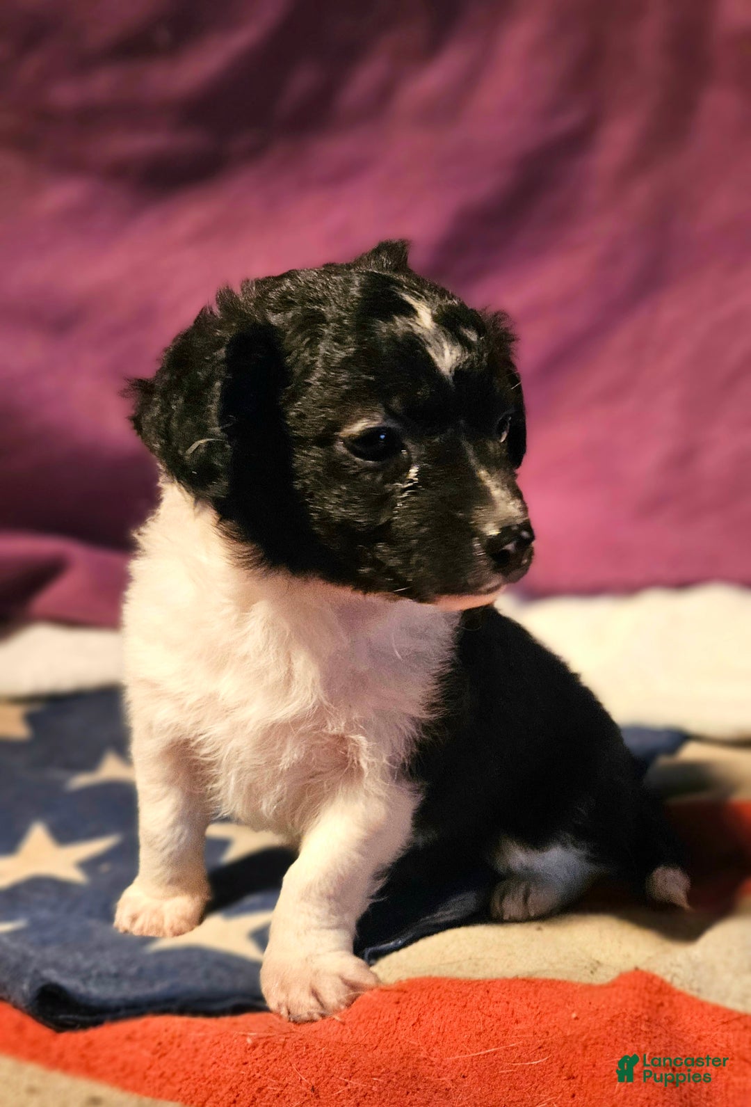 Chihuahua dogs for sale: Cindy (T-Cup) - Ad 5