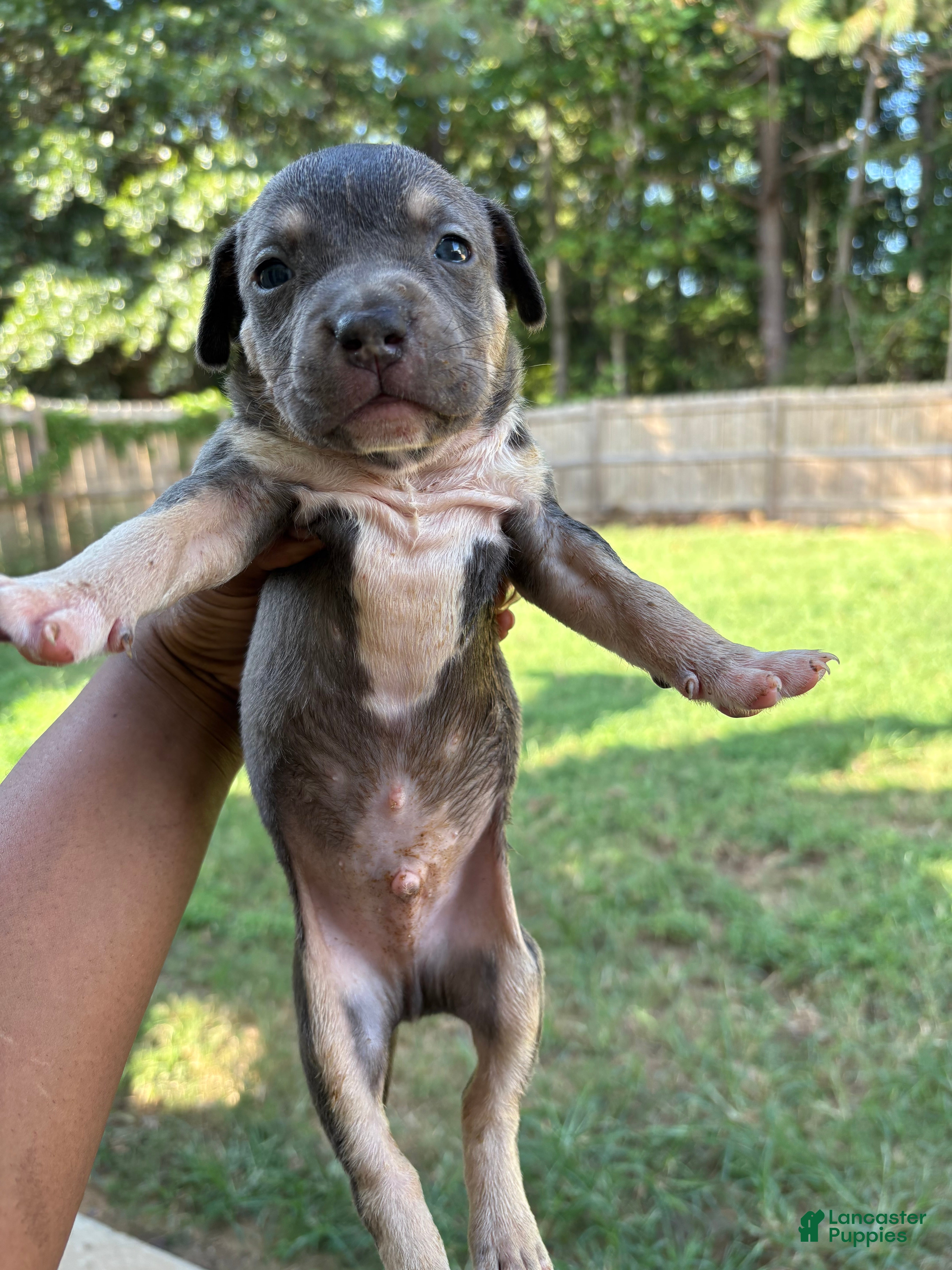 Mixed Breed dogs Pup 2 - Ad 24