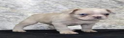 French Bulldog dogs for sale: Ike - Ad 7