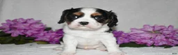 Cavalier King Charles Spaniel dogs for sale: Scout - Ad 3