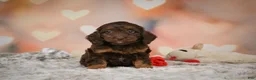 Cockapoo dogs for sale: Sadie - Ad 7