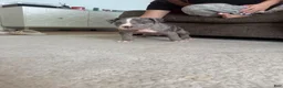 American Bully dogs for sale: Axel - XL American Bully Puppy  - Ad 8