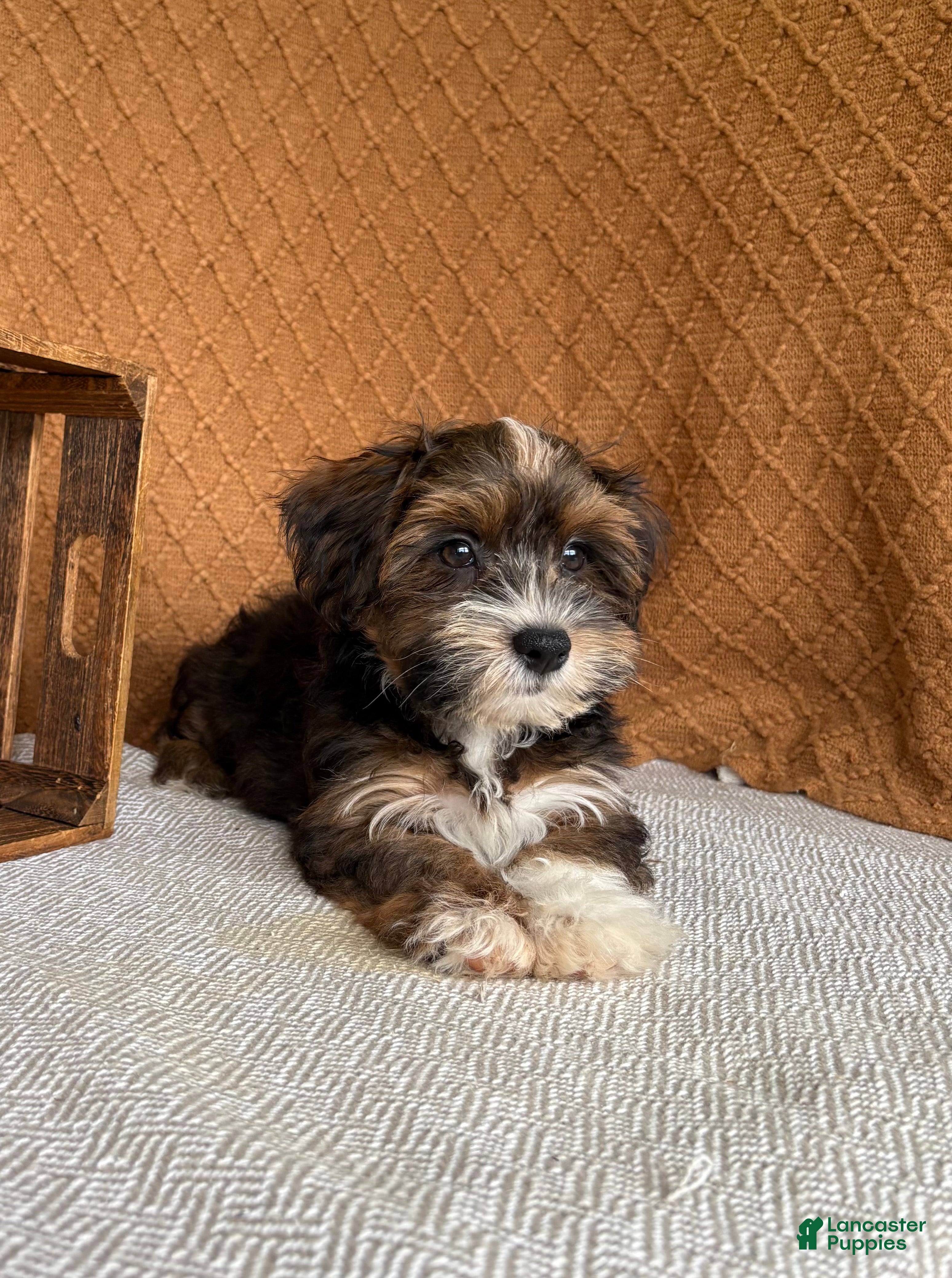 Havanese dogs Amigo  - Ad 2