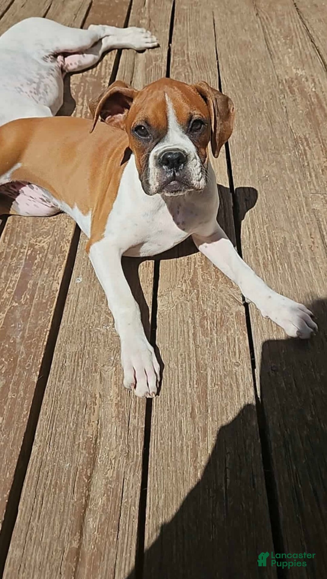 Boxer Colors Brindle Brindle Boxer Boxer Dog Price List Houston