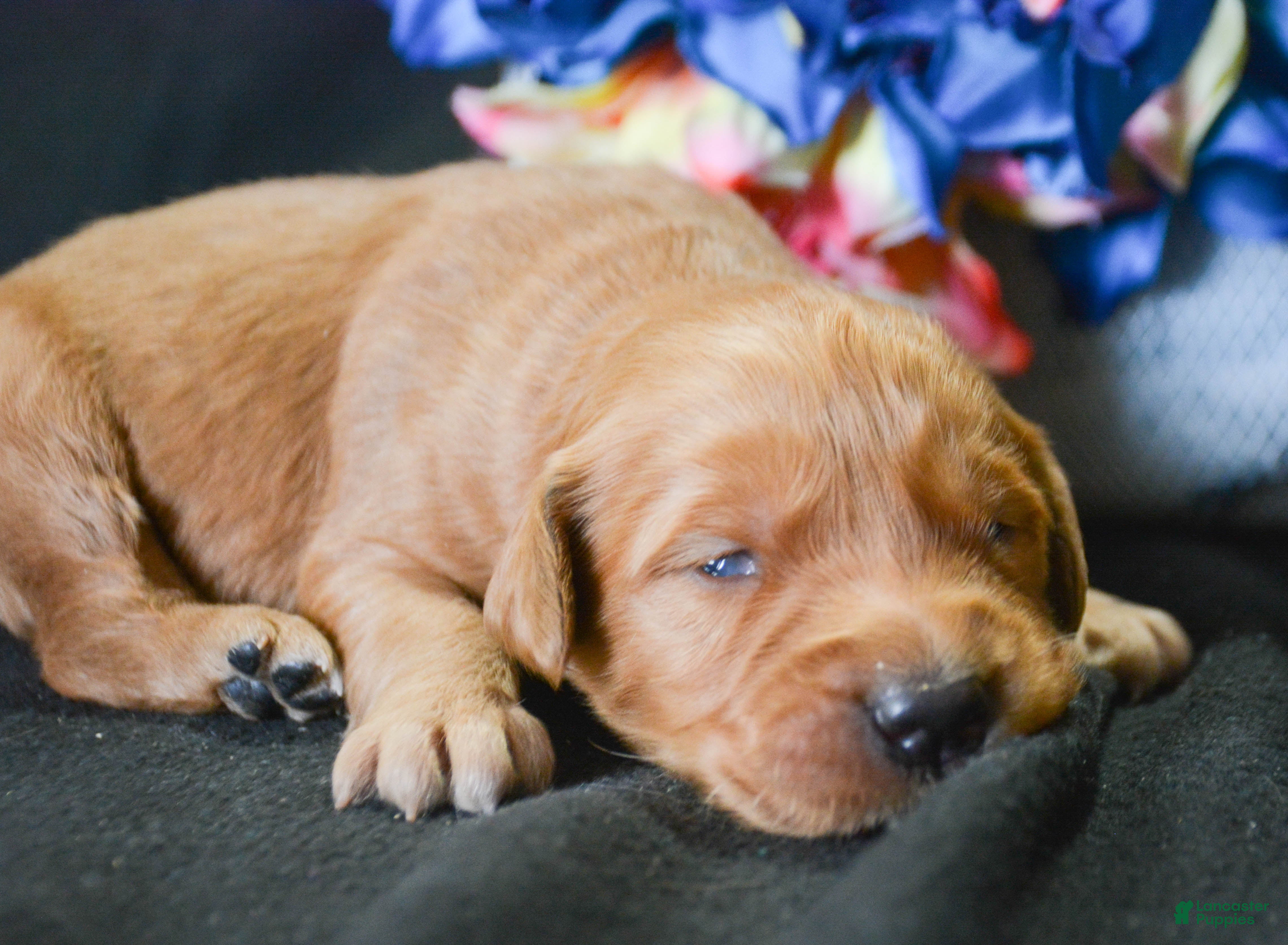 Golden Retriever dogs Golden Retriever Puppy 4 Grant - Ad 36