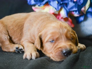 Golden Retriever dogs Golden Retriever Puppy 4 Grant - Ad 36