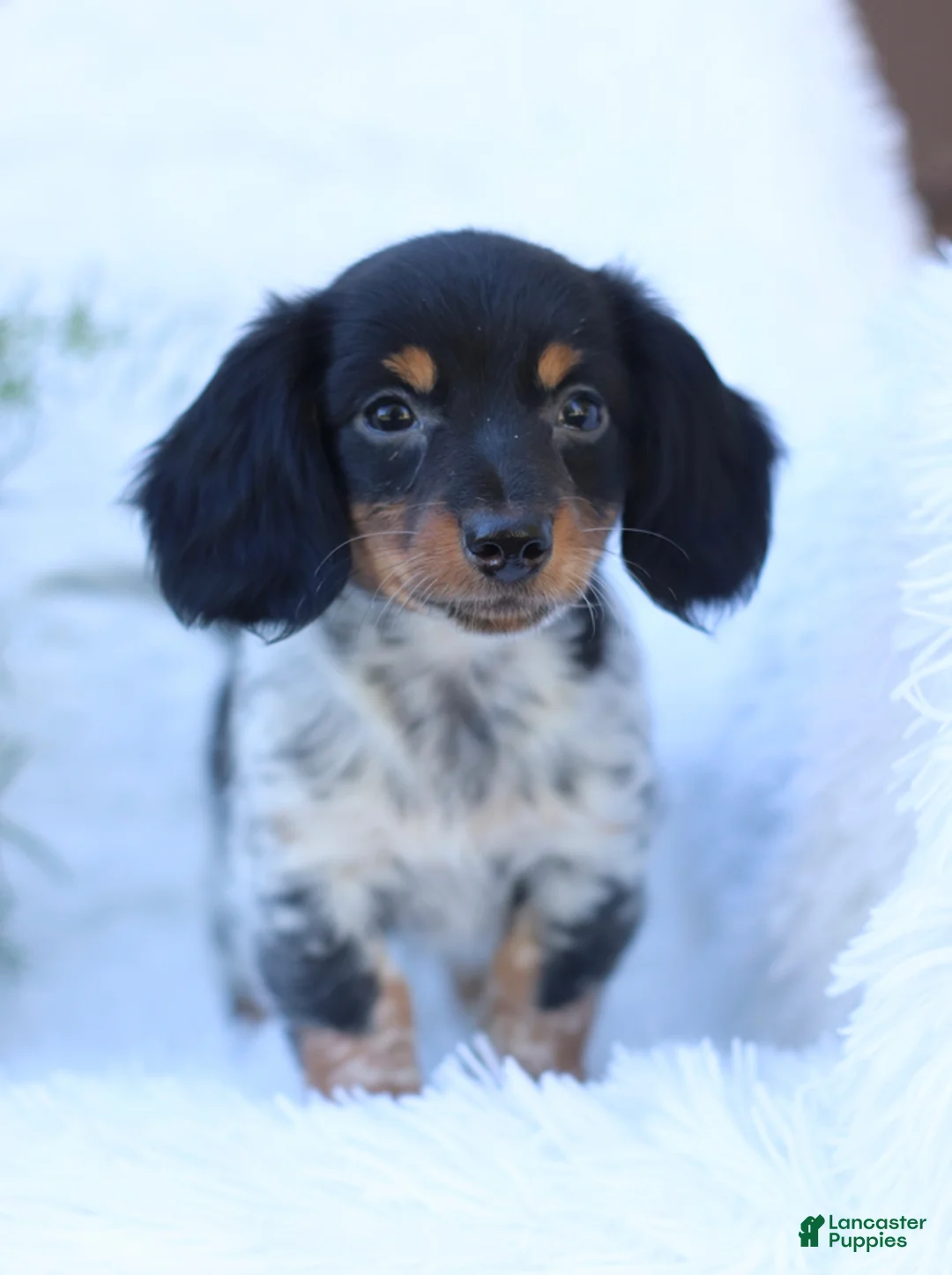 Miniature Dachshund dogs for sale: Sebastian - Ad 5