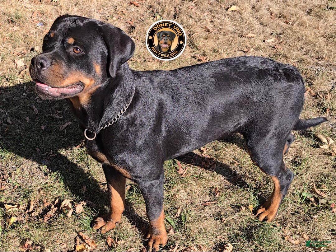 Rottweiler dogs for sale: Rottweiler Puppy 1 - Ad 1