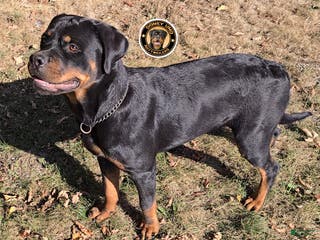 Rottweiler dogs Rottweiler Puppy 1 - Ad 14