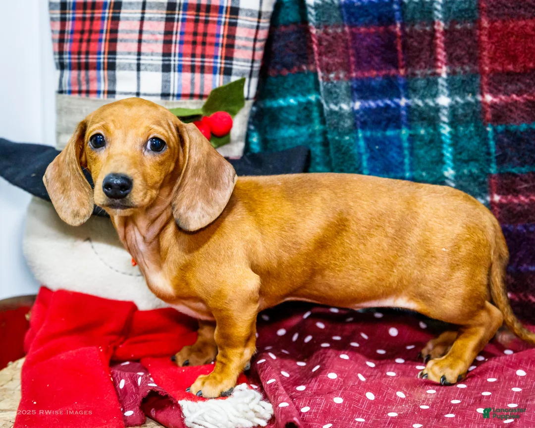 Miniature Dachshund dogs for sale: Vera - Ad 2