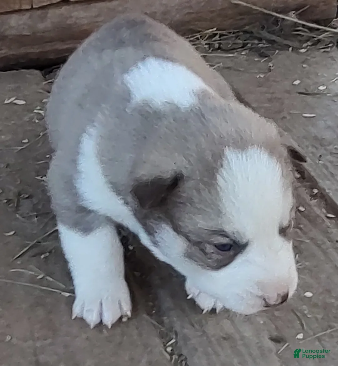 Siberian Husky dogs for sale: Siberian Husky Puppy 7 - Ad 9