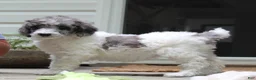 Standard Poodle dogs for sale: Fern AKC Standard Poodle - Ad 18