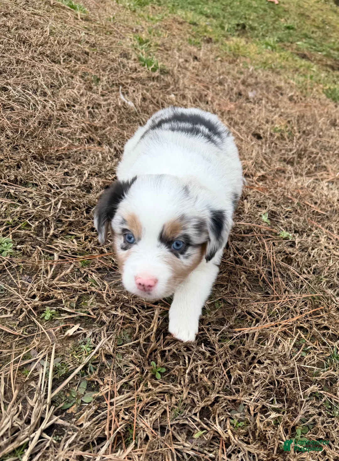 Australian Shepherd dogs for sale: Prince - Ad 9