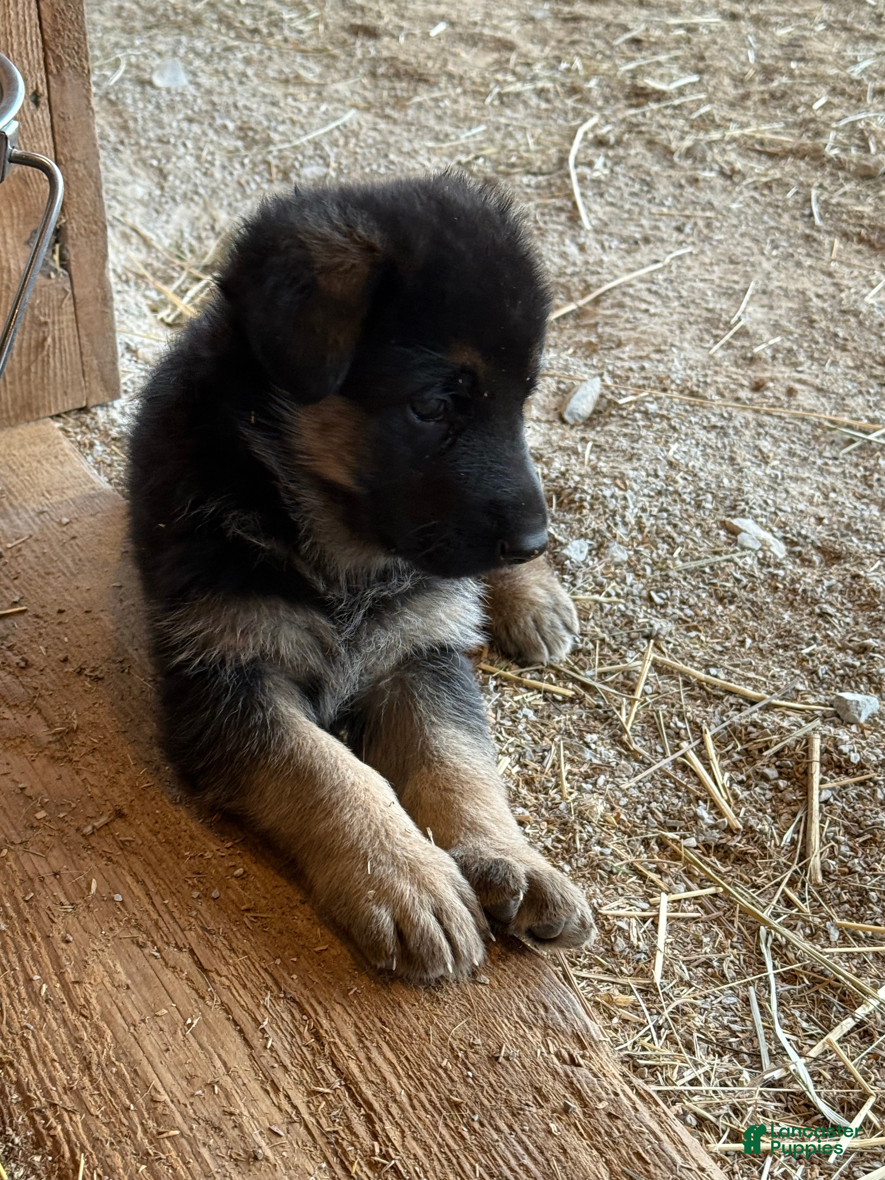 German Shepherd dogs for sale: German Shepherd Puppy 3 - Ad 3