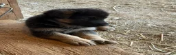 German Shepherd dogs for sale: German Shepherd Puppy 3 - Ad 1