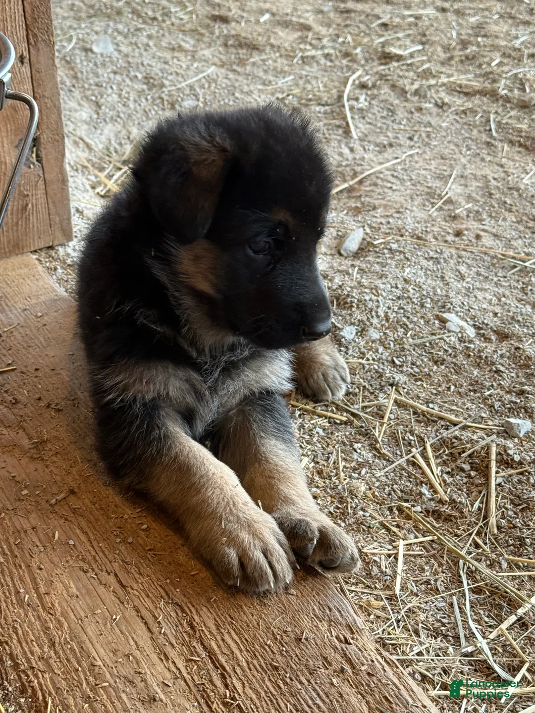 German Shepherd dogs for sale: German Shepherd Puppy 3 - Ad 1