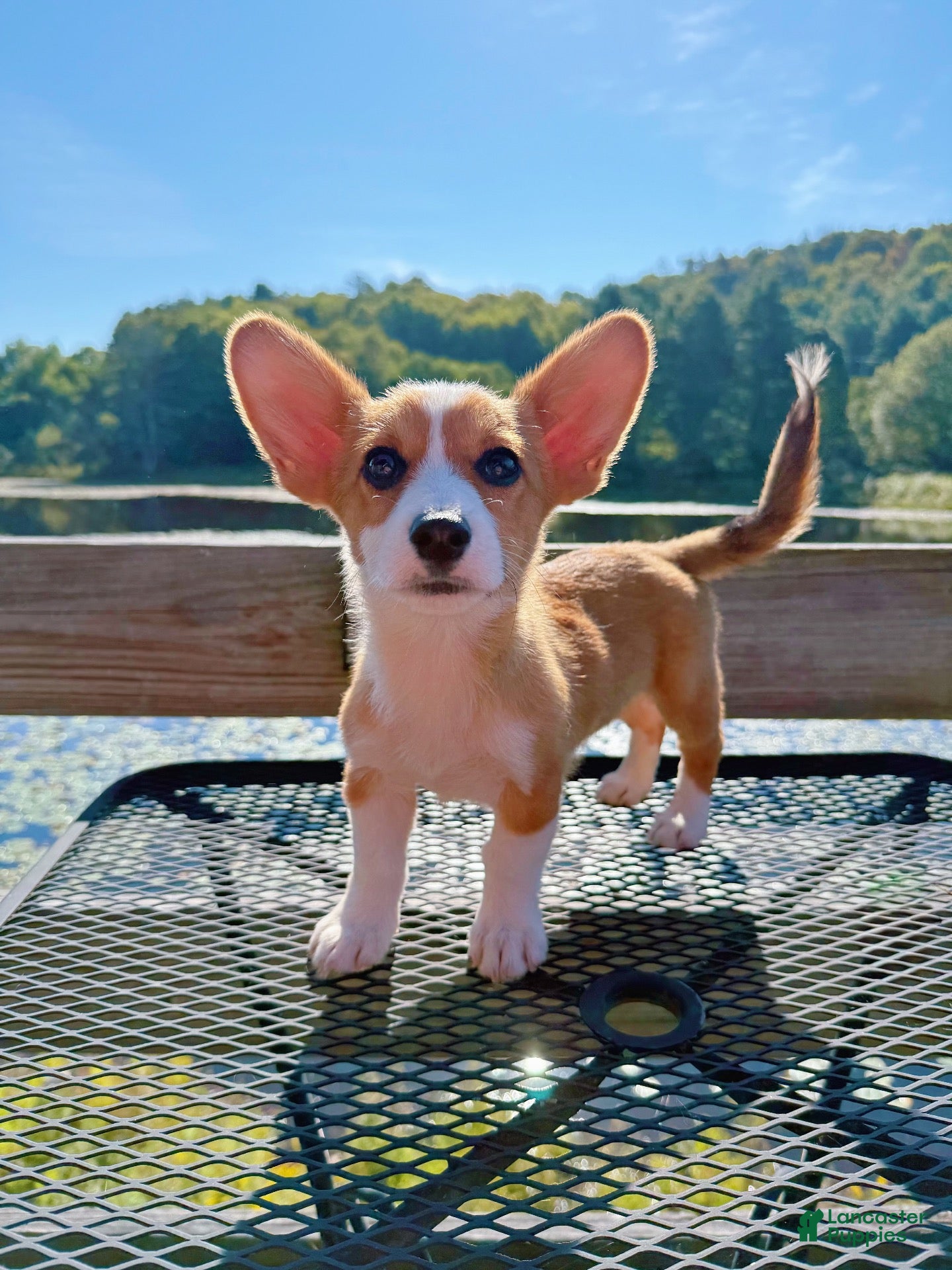 Welsh Corgi Pembroke dogs for sale: 🙏 Rehoming Corgi puppy  - Ad 1