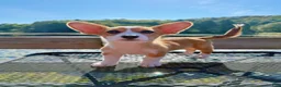 Welsh Corgi Pembroke dogs for sale: 🙏 Rehoming Corgi puppy  - Ad 1