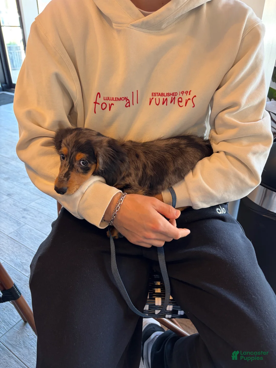 Miniature Dachshund dogs for sale: Miniature Dachshund Puppy 1 - Ad 2