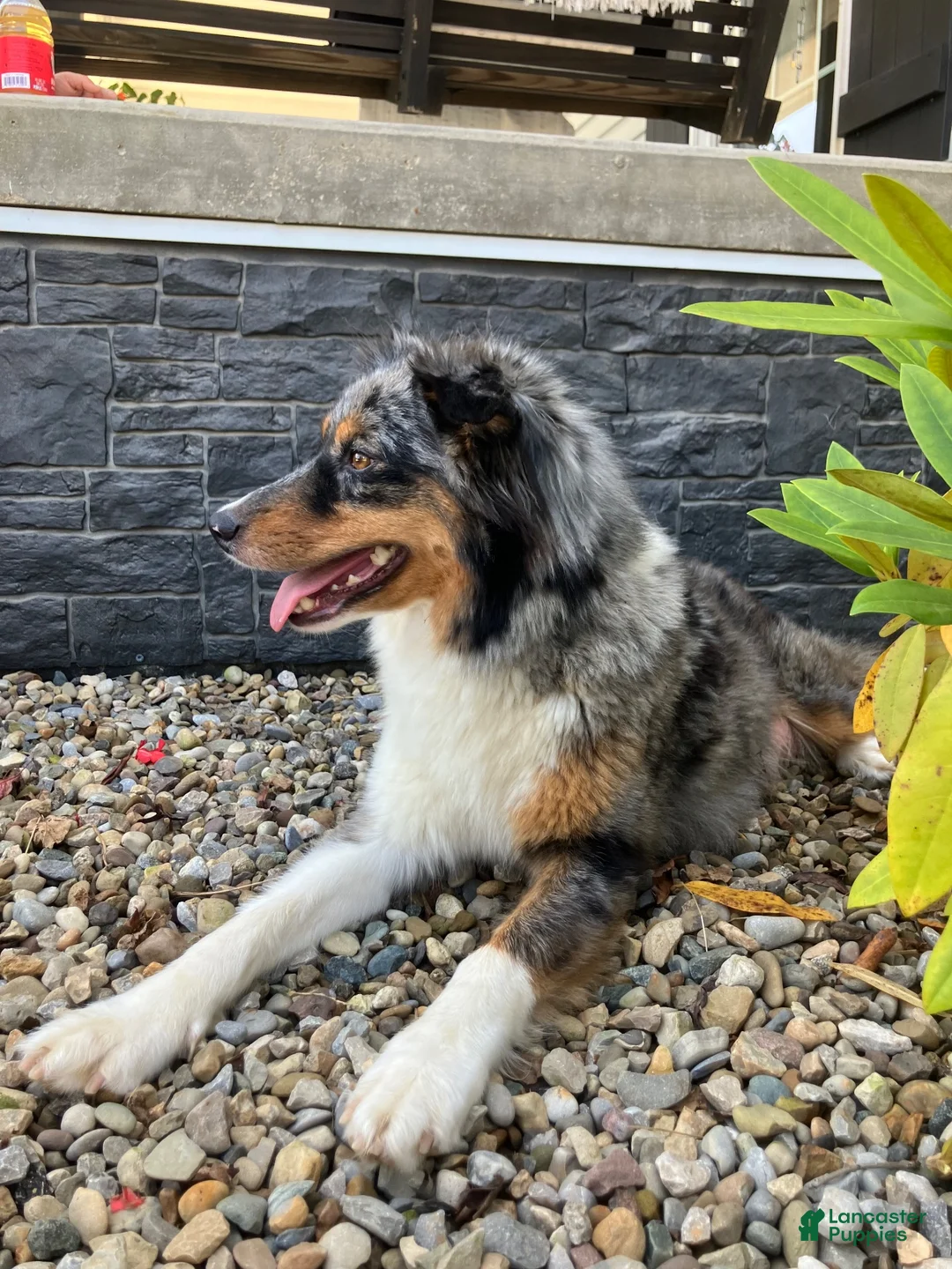 Mixed Breed dogs for sale: Daisy  - Ad 8