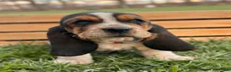 Basset Hound dogs for sale: Madeline - Ad 6