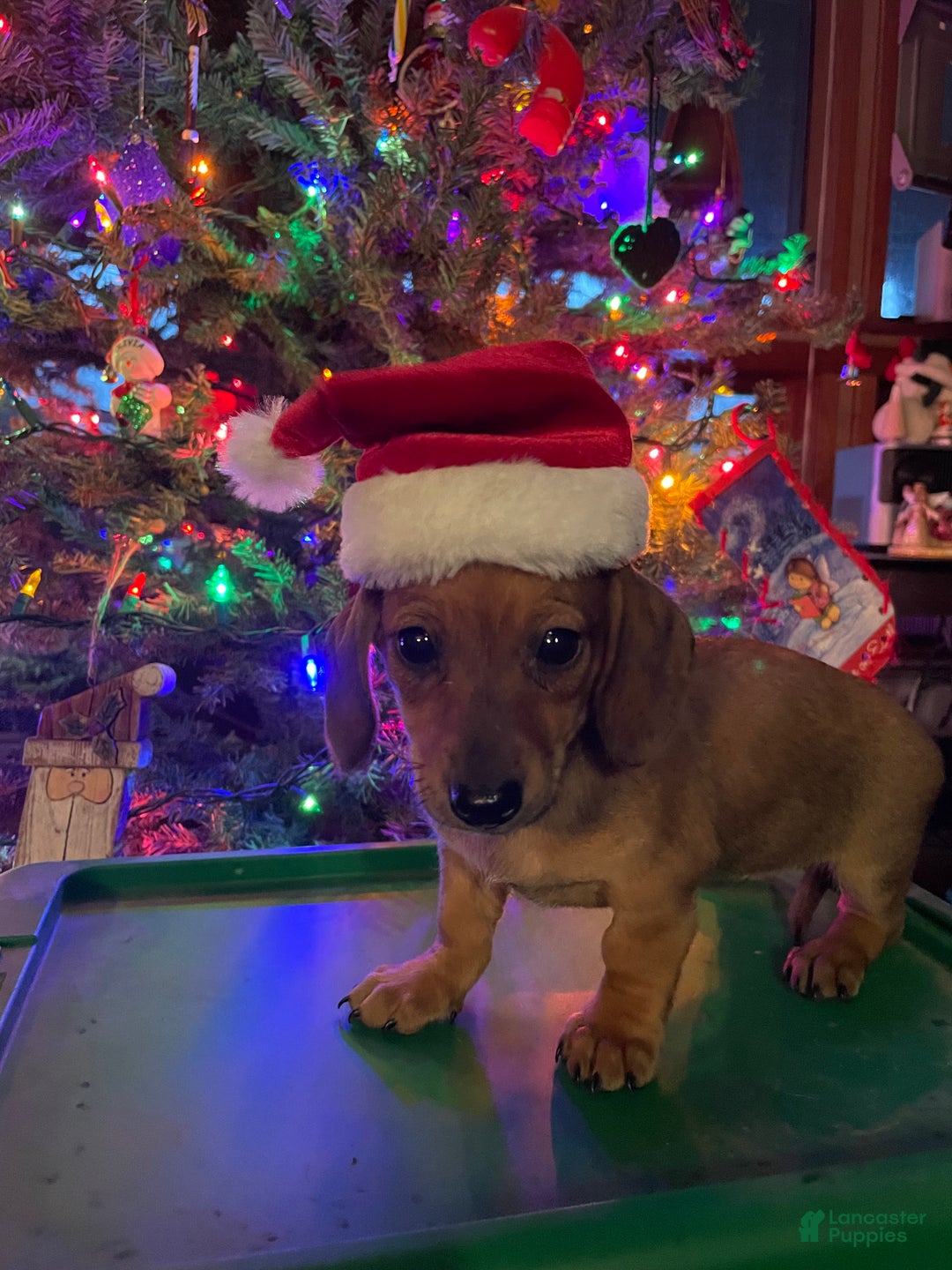 Miniature Dachshund dogs for sale: Bitty - Ad 1