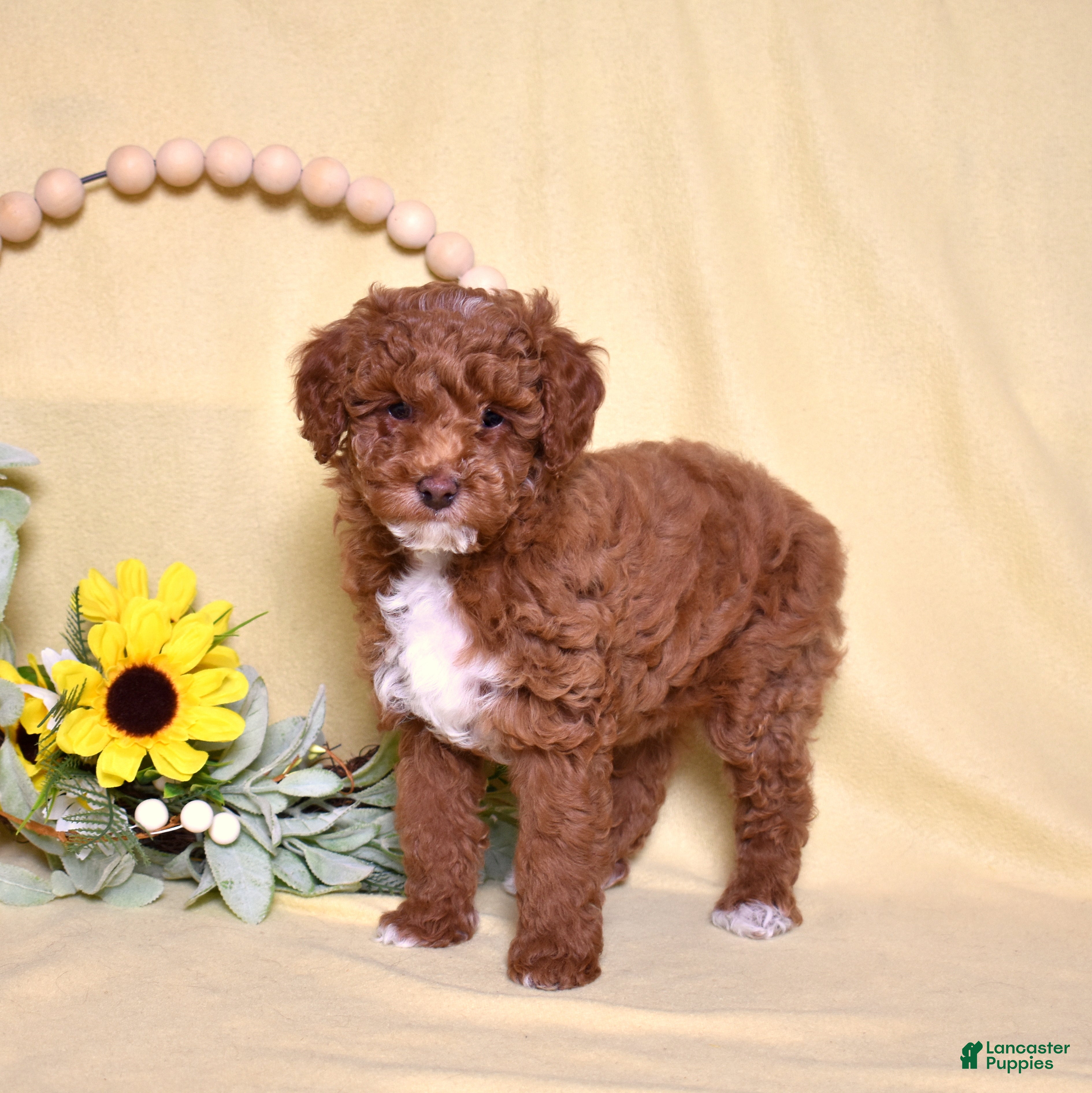 Miniature Poodle dogs Stanley  - Ad 1