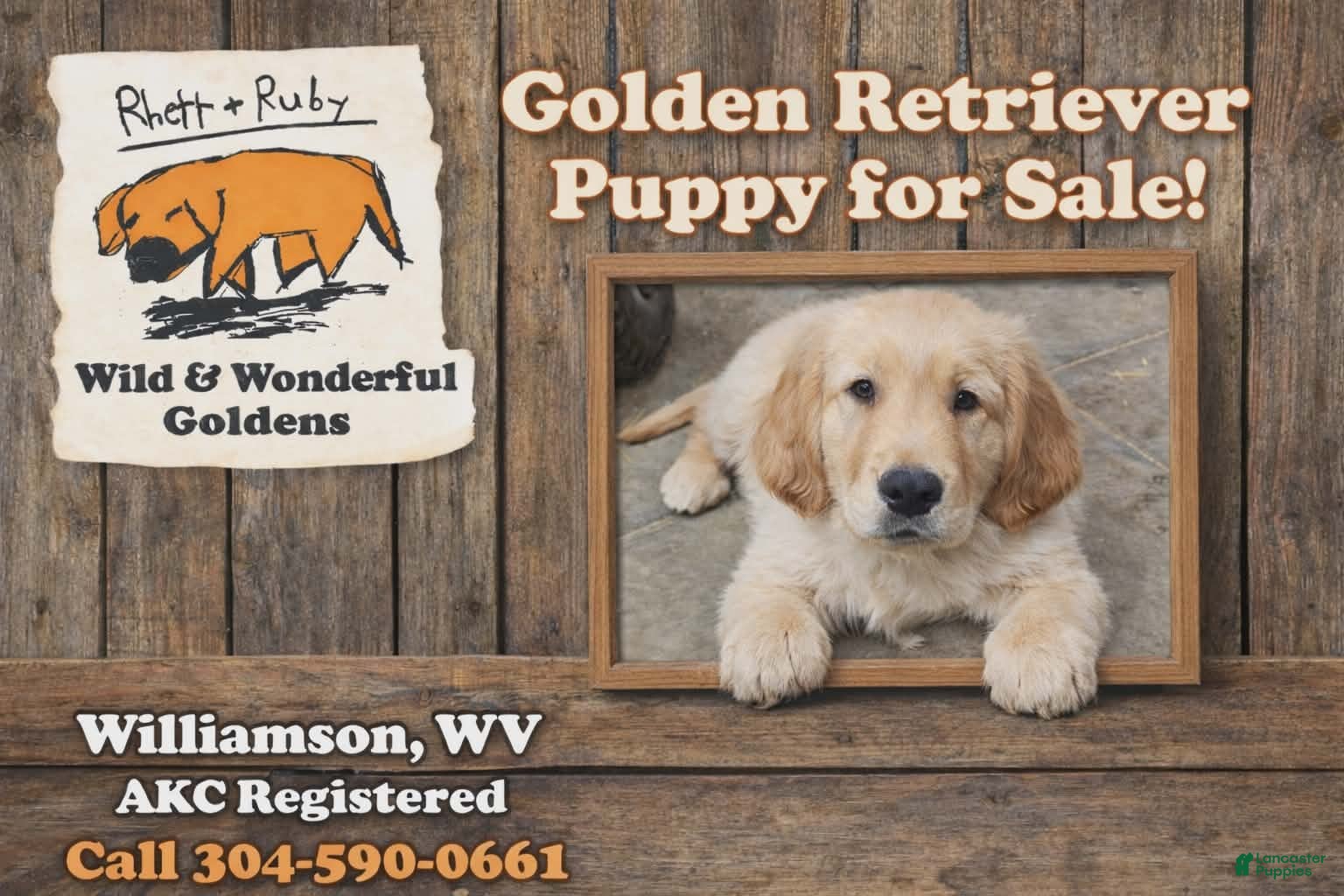 Golden Retriever dogs Cooper - Ad 1