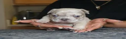 French Bulldog dogs for sale: mumble - Ad 3