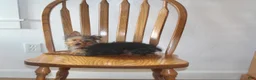 Yorkshire Terrier dogs for sale: Pluto - Ad 5