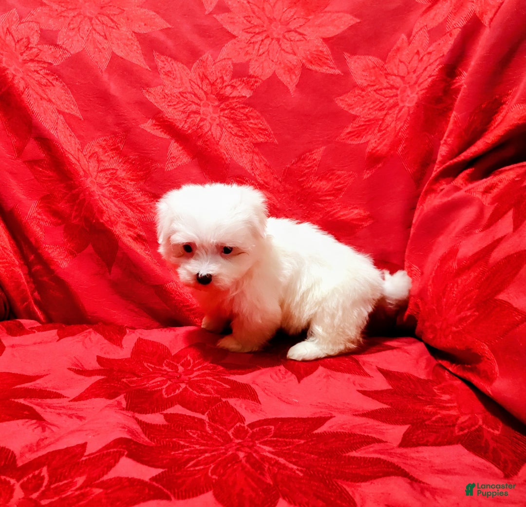 Maltese dogs for sale: Princess - Ad 2