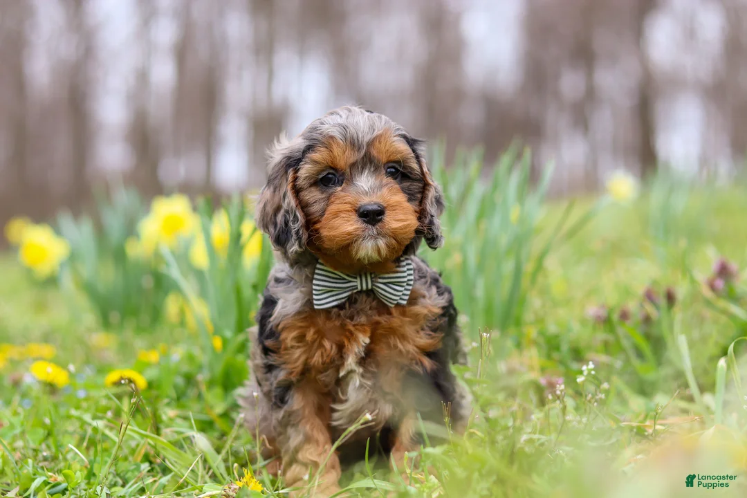 Cavapoo dogs for sale: Dylan - Ad 1