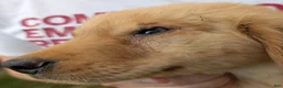 Golden Retriever dogs for sale: Costello - Ad 7