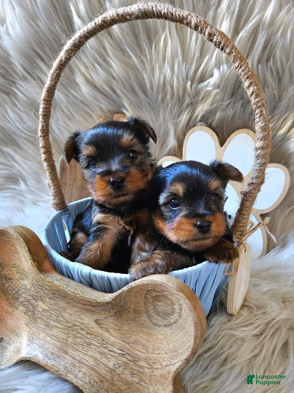Yorkshire Terrier dogs Yorkshire Terrier Girl - Ad 2